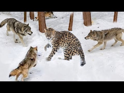 Видео: Три Волка атаковали Леопарда! Вот что Было Дальше...