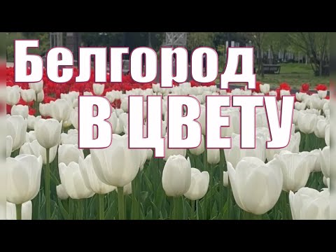 Видео: Белгород в цвету. Тюльпановый рай. Парк Победы 25.04.2024