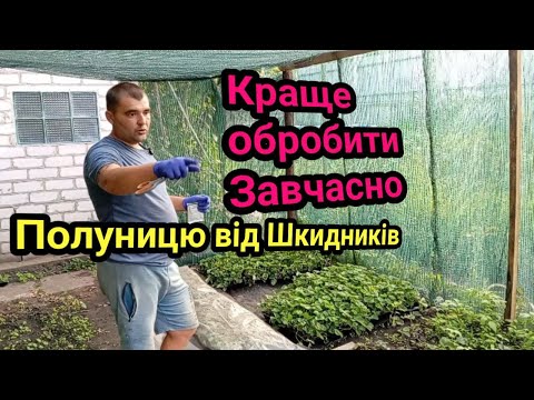 Видео: Краще обробити завчасно Полуницю від шкідників