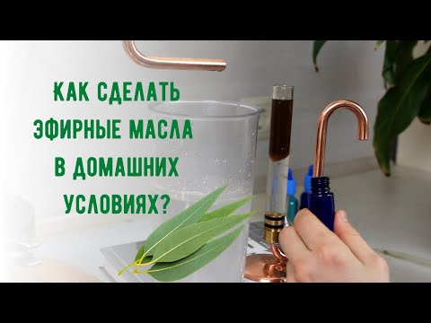 Видео: Как сделать эфирное масло в домашних условиях - дистилляция эфирного масла эвкалипта