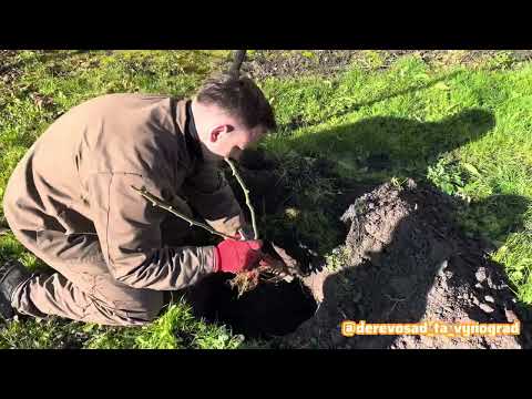 Видео: ЯК ПОСАДИТИ ІНЖИР⁉️ @derevosad_ta_vynograd  Простий спосіб для нашого клімату #інжир #сад #2025 