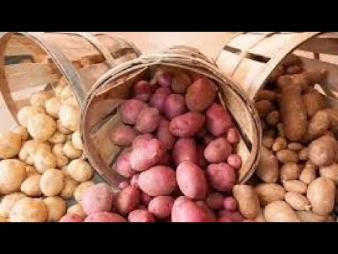 Видео: Июль 2022, Сравниваем сорта картофеля.