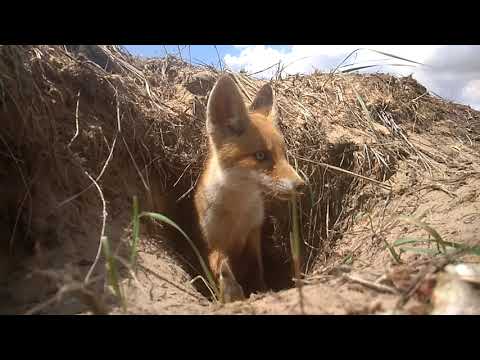 Видео: Лисья нора и ее обитатель