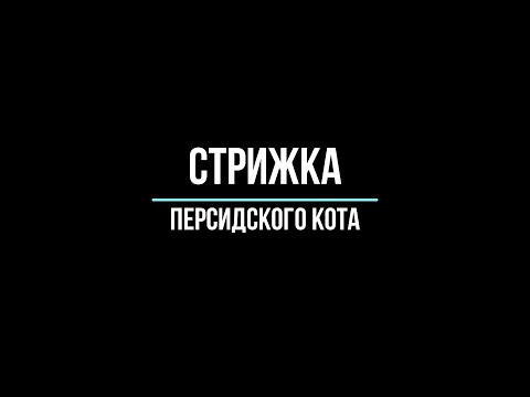 Видео: Стрижка персидского кота