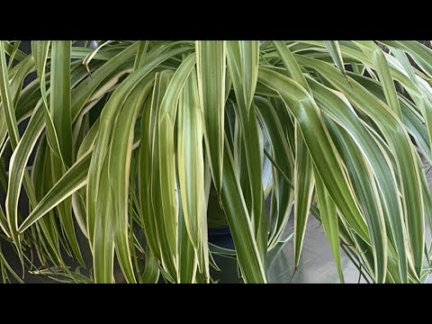 Видео: Его мысли 💭 его чувства 💓его намерения 🥰