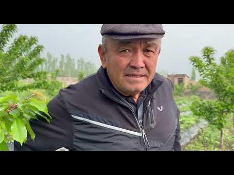 Видео: Толу гиласы 2  жумада базарга чыгат..10.04.2025-ж