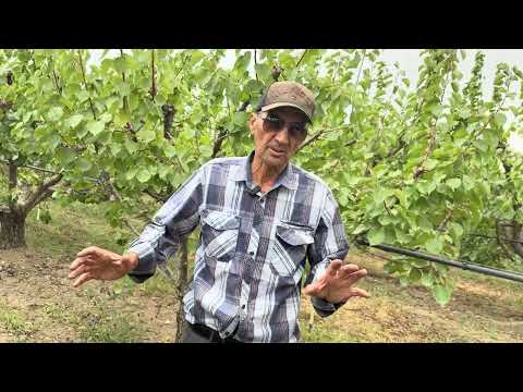 Видео: 150га интенсивдуу орук багы, багбан баарын айтып берди!!!