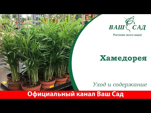 Видео: 🌿 Пальма Хамедорея - уход в домашних условиях. Ваш сад