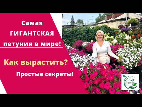 Видео: Как вырастить самую гигантскую петунию в мире? Все секреты выращивания петунии тайдал вейв!