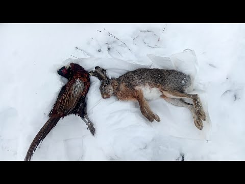 Видео: ЛОВУШКИ НА ЗАЙЦА И ФАЗАНА СРАБОТАЛИ.