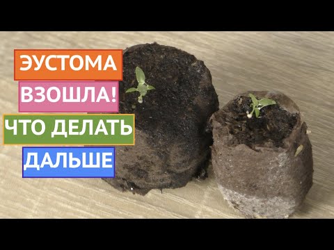 Видео: ЧТО ДЕЛАТЬ С ЭУСТОМОЙ ПОСЛЕ ВСХОДОВ! УСКОРЯЕМ РОСТ!