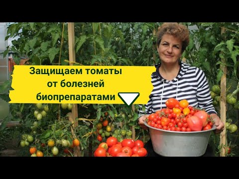 Видео: Выращиваем томаты без химии