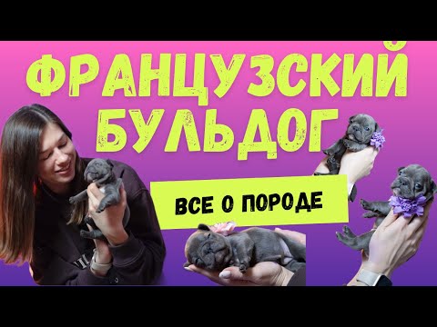 Видео: Все что нужно знать о французском бульдоге
