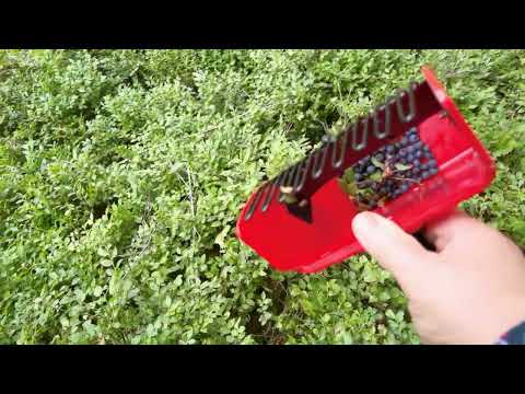 Видео: В ЛЕСУ СОБИРАЮ МАТЕРИАЛЫ ДЛЯ ФЛОРИСТИКИ! | #622