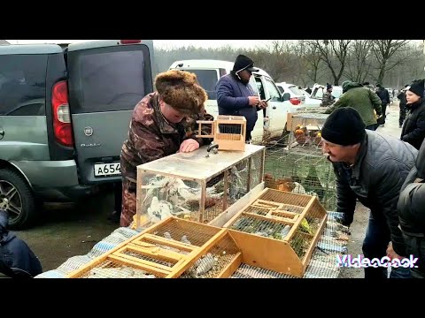 Видео: Ярмарка Кропоткин 28.01.2024 часть-2