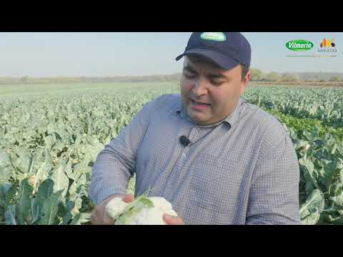 Видео: Цветная капуста «Саборд F1»