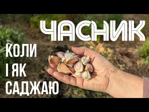 Видео: Як я саджаю часник — мій підхід і перевірений спосіб! Посадка без мороки!