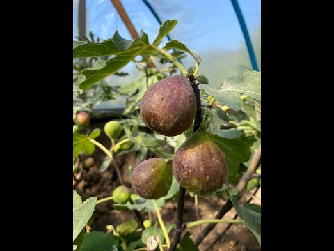 Видео: Кінець жовтня.  Інжир у теплиці.