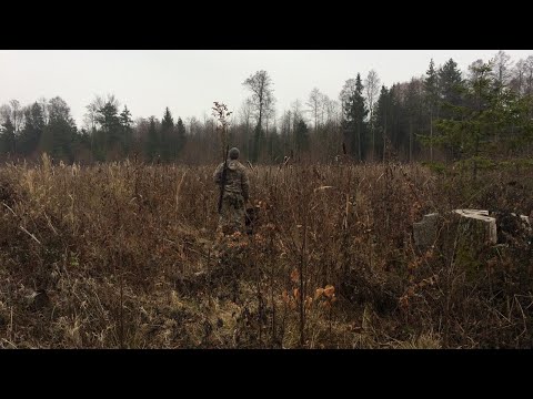 Видео: Холодный и горячий поиск. Кто придумал и какие у него собаки.