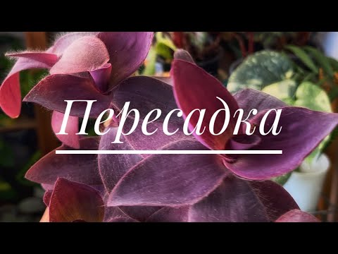 Видео: 21 сентября 2025 г.