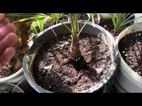 Видео: Ответ на вопросы подписчика про Трахикарпус