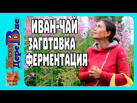 Видео: Иван чай. Заготовка, ферментация, сушка. ЖИЗНЬ В ДЕРЕВНЕ