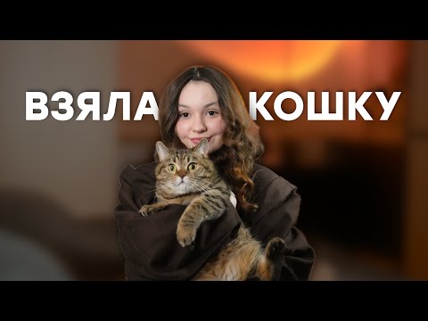 Видео: КОШКА ИЗ ПРИЮТА | Как решилась? | Мой опыт