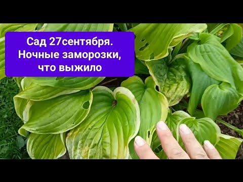 Видео: Первые морозы. Копаю морковь,Мухи на дверях, яблоки с поля, кот на калитке, курицы на прогулке.