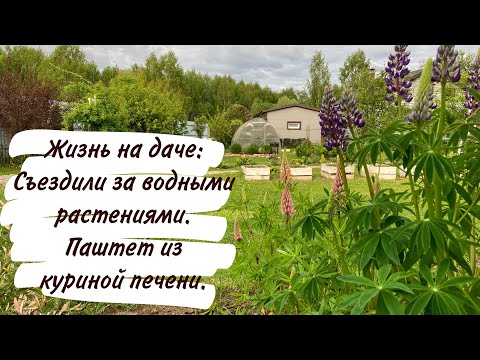 Видео: Жизнь на даче: Съездили за водными растениями. Паштет из куриной печени.