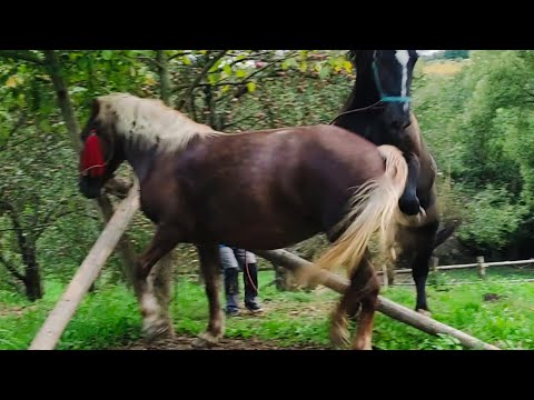 Видео: ✅Паровка Кобили🐎 яка🎯 ХОЧЕ АЛЕ📈 б'є НОГАМИ.Сократ  мав небезпечну злучку⚠️