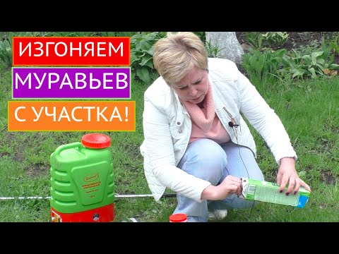 Видео: КАК ИЗБАВИТЬСЯ ОТ МУРАВЬЕВ ЗА 15 МИНУТ? А ВОТ ТАК!