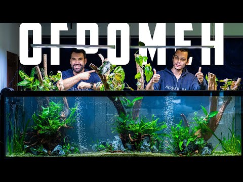 Видео: АРАНЖИРАМЕ АКВАРИУМ 1000 ЛИТРА