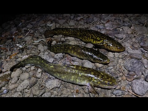 Видео: Рыбалка на налима. Река Бира