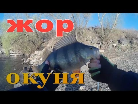 Видео: Преднерестовый жор окуня. Трофейный окунь