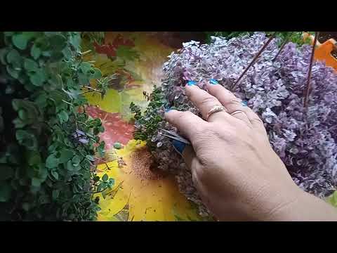 Видео: коллизия, крассула... черенкование.