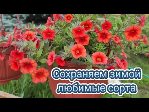 Видео: Два способа сохранить любимые растения зимой. Калибрахоа.