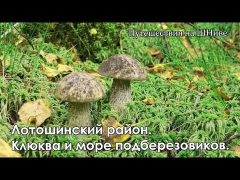 Видео: 7 сентября. Лотошинский район. Болото порадовало клюквой и морем подберезовиков.