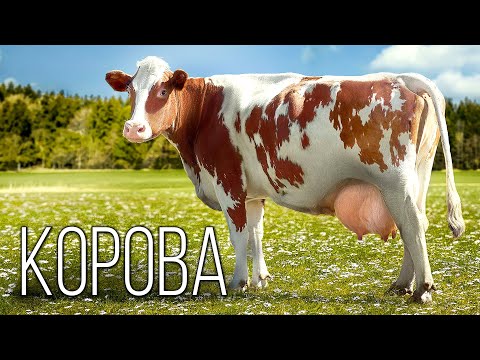 Видео: История Появления Коровы: Интересные факты про коров