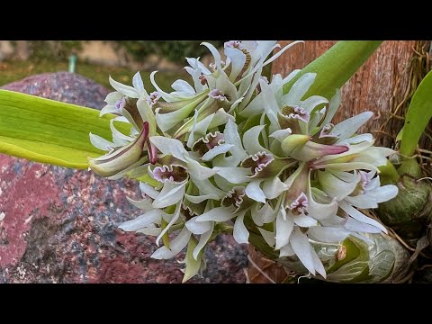 Видео: ОРХИДЕЯ Dendrobium peguanum! Цветение и немного об уходе.