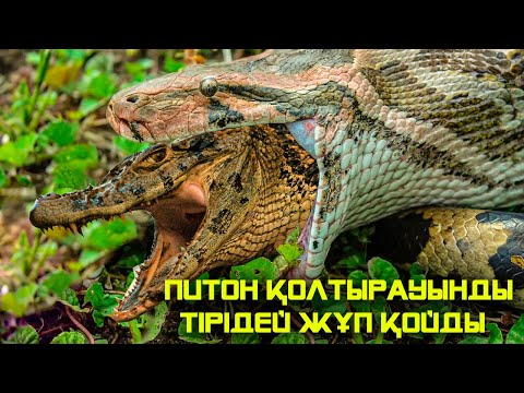 Видео: ЖАНУАРЛАРДЫҢ СІЗ БІЛМЕГЕН ҚЫЗЫҚТЫ ӘРЕКЕТТЕРІ 1