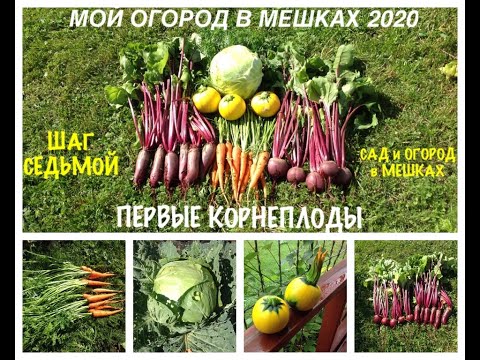 Видео: МОЙ ОГОРОД В МЕШКАХ 2020. Первые КОРНЕПЛОДЫ. Защитные ЭКРАНЫ. Шаг N7.