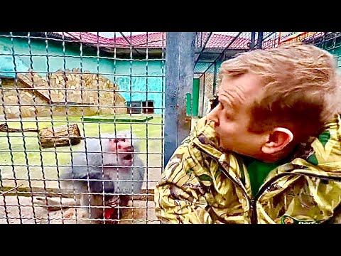 Видео: СМЕШНО! Джоника переводят в вольер к Люсе, Олег Зубков выясняют с Джоном отношения!