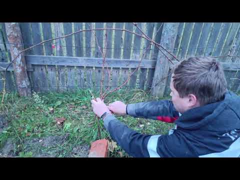 Видео: Как я обрезаю виноград в ноябре 2025