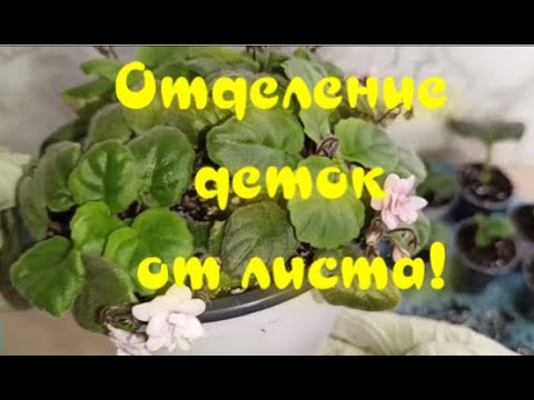Видео: ОЧЕНЬ ИНТЕРЕСНЫЙ СЛУЧАЙ! Отделение деток от листа фиалок!!!