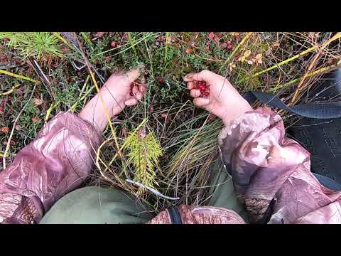 Видео: Собираем самую осеннюю ягоду - клюкву, да домашними делами занимаемся