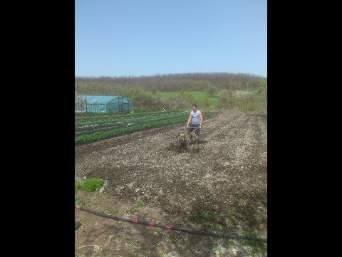 Видео: клубника . просто о сложном . высказывание и размышление " философия"