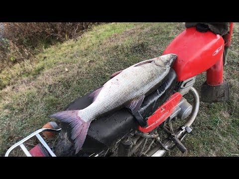 Видео: ПОЙМАЛ БОБРА И ЗАОДНО ТРОФЕЙНОГО ЖЕРЕХА!