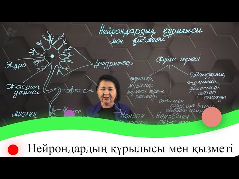 Видео: Нейрондардың құрылысы мен қызметі. 7 сынып.
