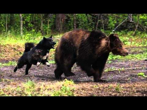 Видео: Лайка - верность