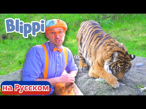 Видео: Блиппи идёт в зоопарк | Блиппи на Русском | Изучай этот Мир вместе с Блиппи | Blippi
